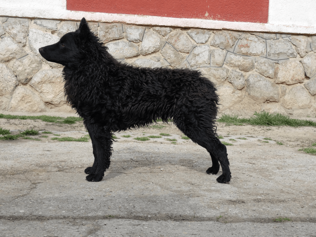 Mudi Kanok Gates Of Hell Kennel