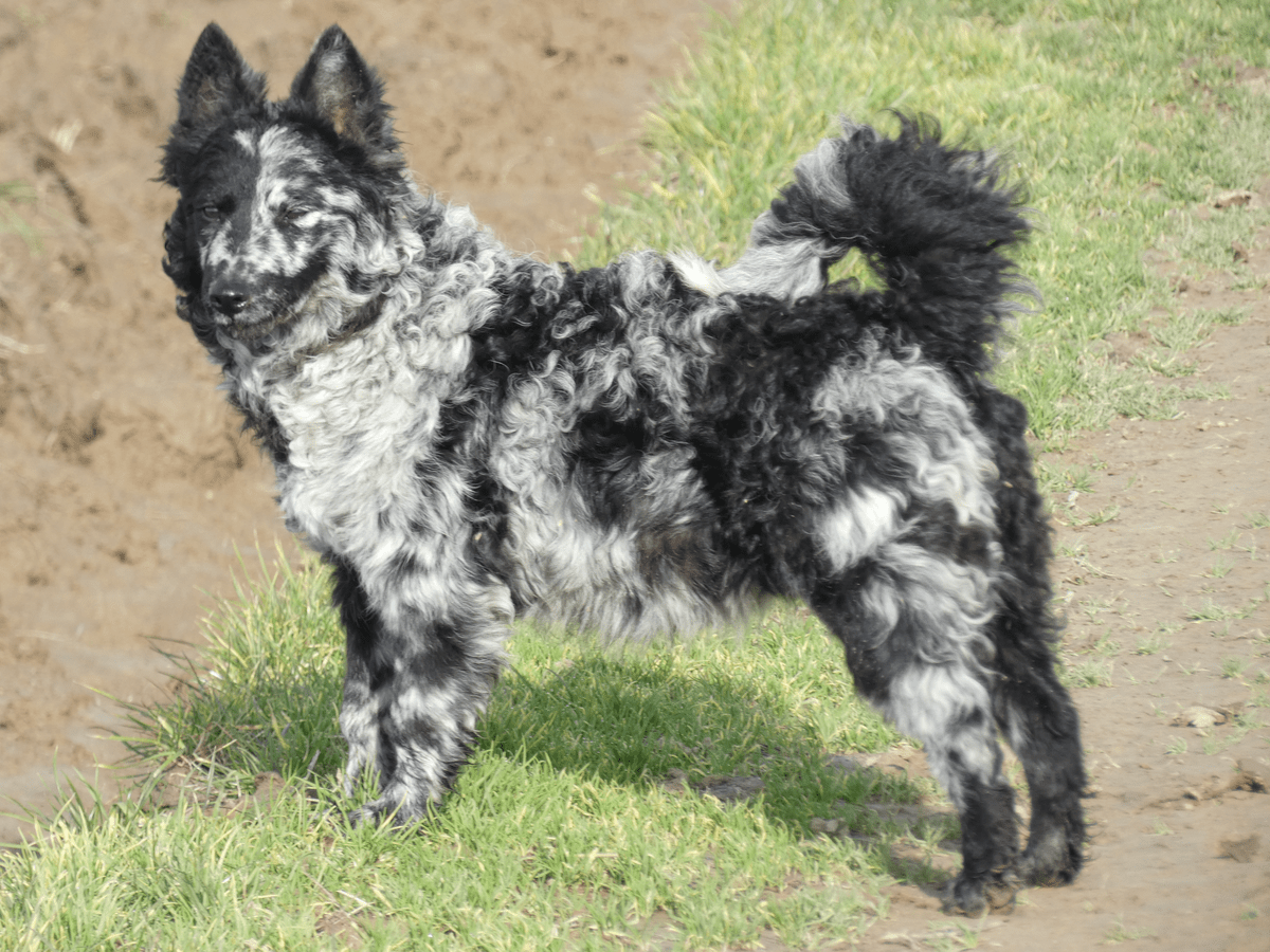 Mudi Szukák Gates Of Hell Kennel