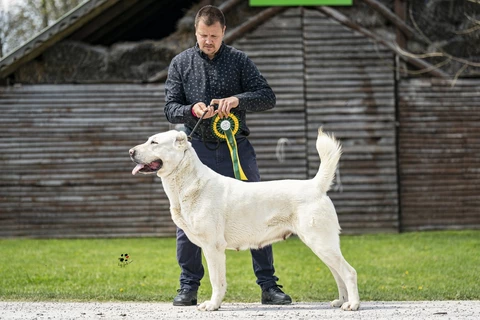 2 x CAC Pécs-Szentlőrinc